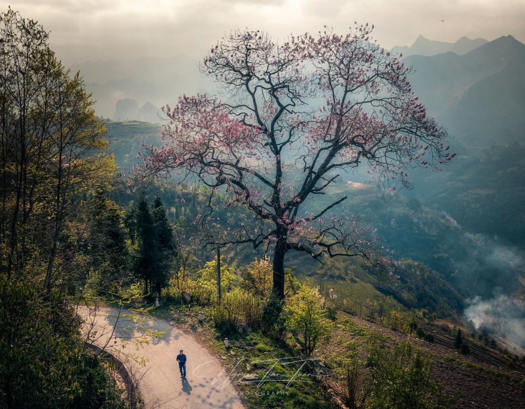Saison des fleurs sur les rochers de Hà Giang. Photo : Tuấn Nguyễn. - ảnh 8