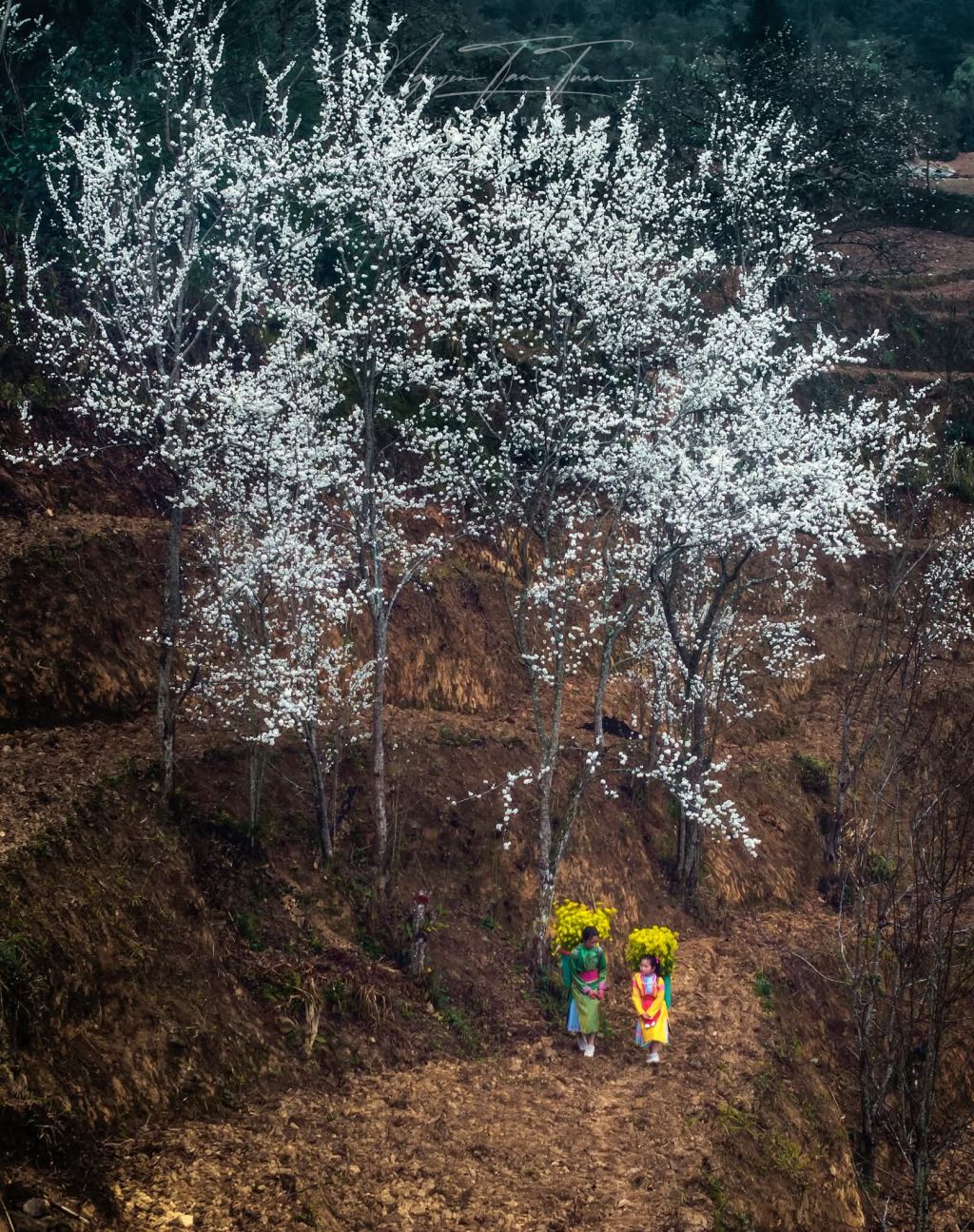 Saison des fleurs sur les rochers de Hà Giang. Photo : Tuấn Nguyễn. - ảnh 9