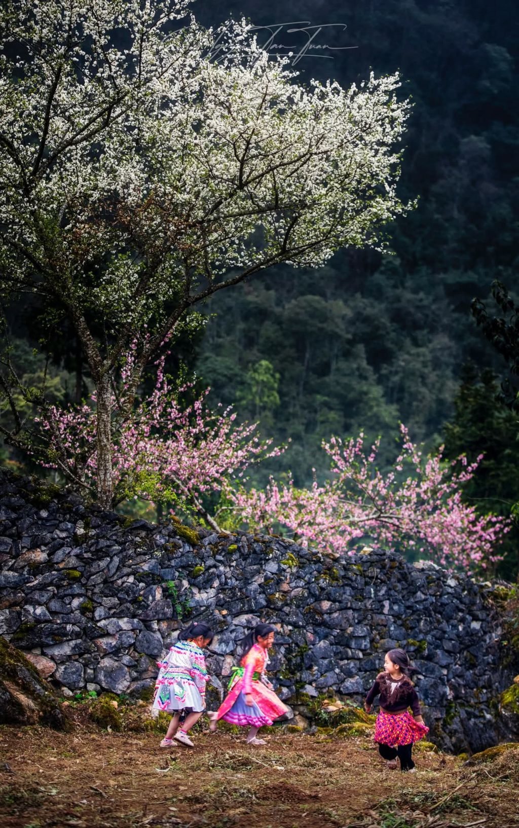 Saison des fleurs sur les rochers de Hà Giang. Photo : Tuấn Nguyễn. - ảnh 10