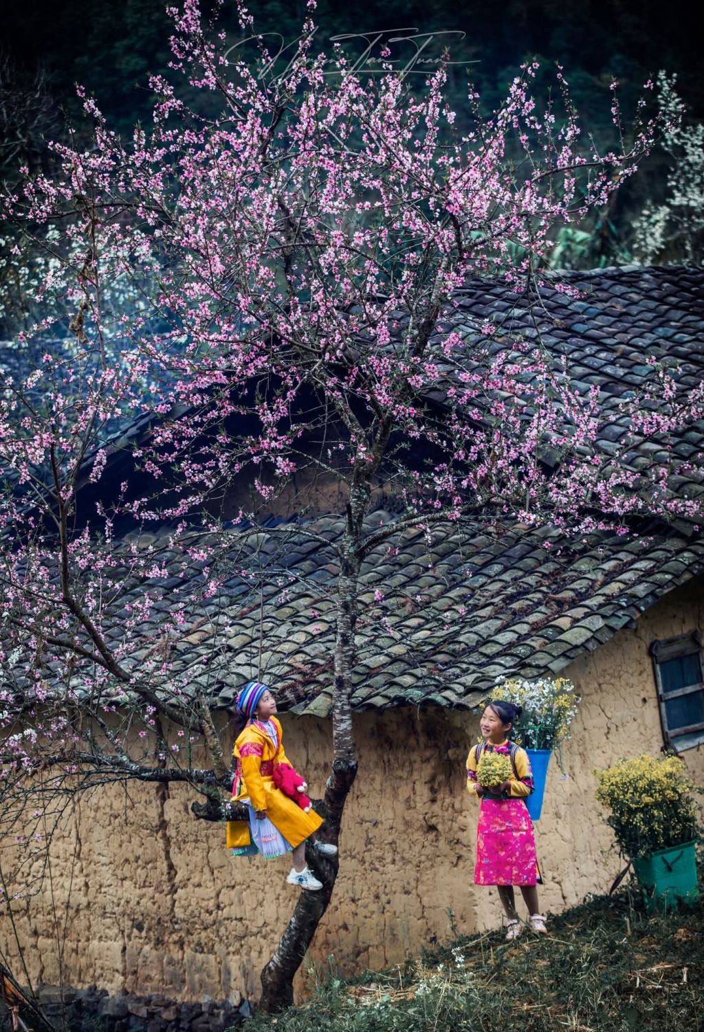 Saison des fleurs sur les rochers de Hà Giang. Photo : Tuấn Nguyễn. - ảnh 11