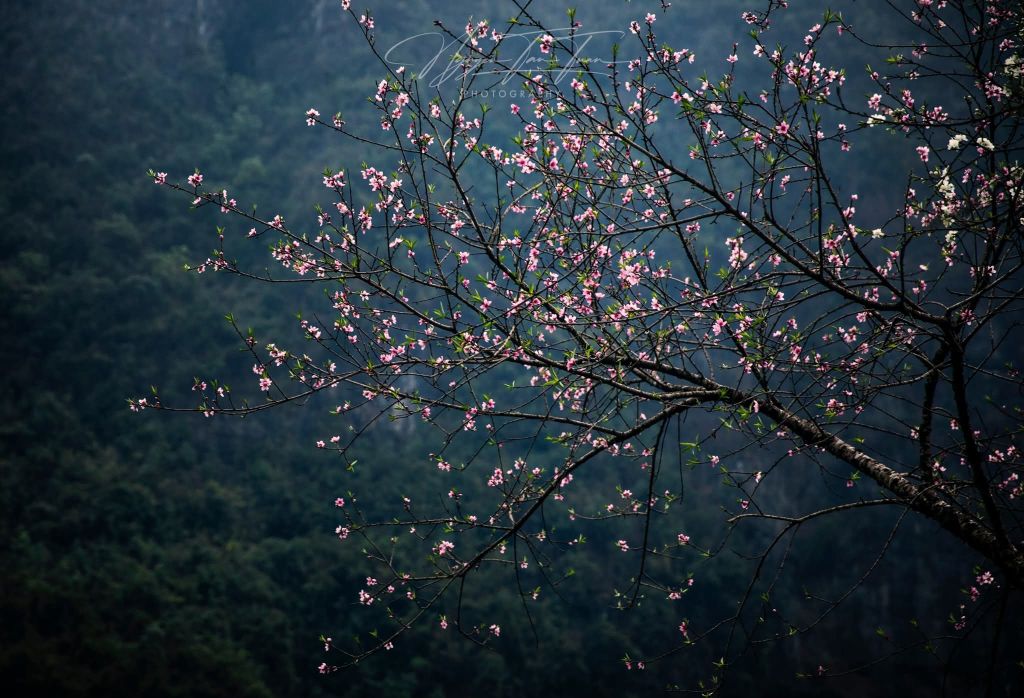 Saison des fleurs sur les rochers de Hà Giang. Photo : Tuấn Nguyễn. - ảnh 14