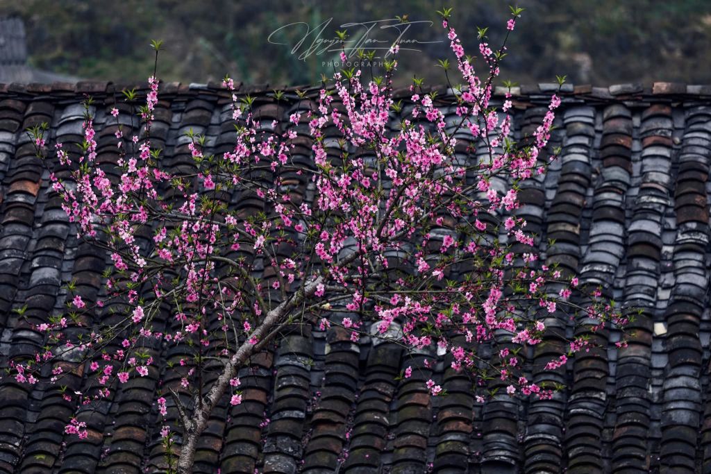 Saison des fleurs sur les rochers de Hà Giang. Photo : Tuấn Nguyễn. - ảnh 16