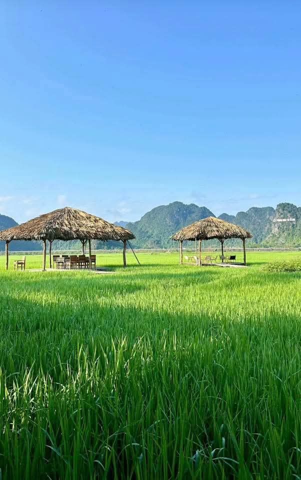 Phong Nha In The Green Rice Season. #Phong_Nha @Phong Nha My Hometown - ảnh 1