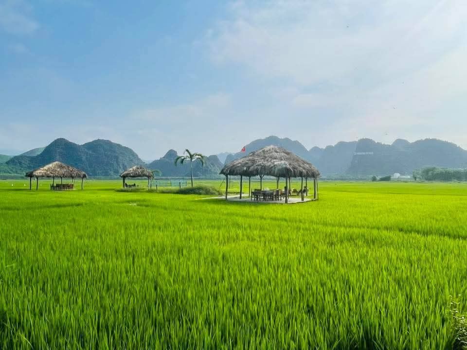 Phong Nha In The Green Rice Season. #Phong_Nha @Phong Nha My Hometown - ảnh 2