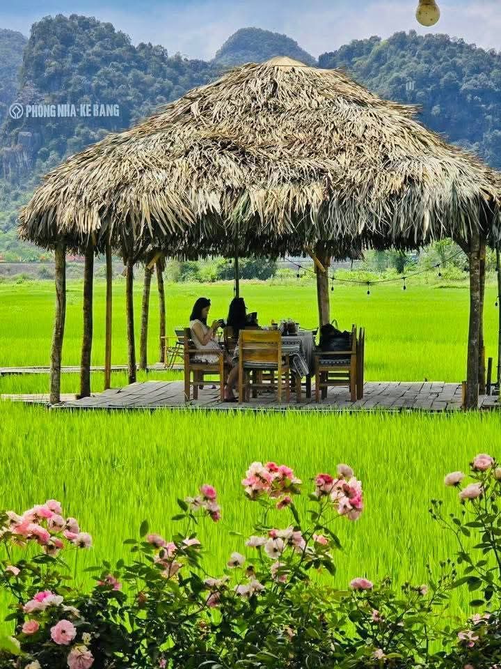 Phong Nha In The Green Rice Season. #Phong_Nha @Phong Nha My Hometown - ảnh 3