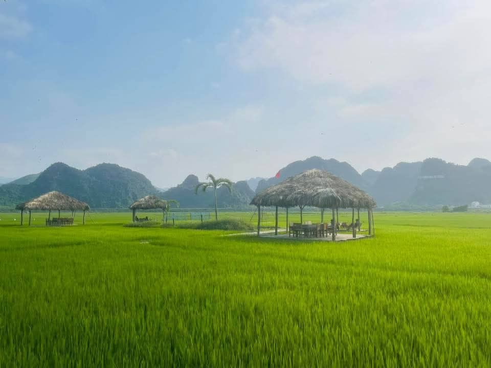 Phong Nha In The Green Rice Season. #Phong_Nha @Phong Nha My Hometown - ảnh 4