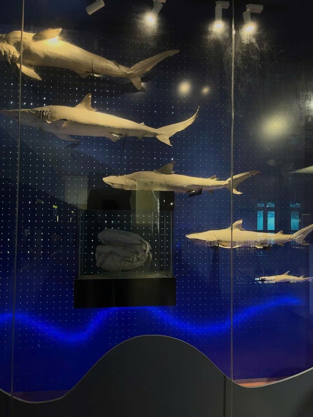 OCEANOGRAPHY INSTITUTE - A FASCINATING JOURNEY TO EXPLORE THE OCEAN