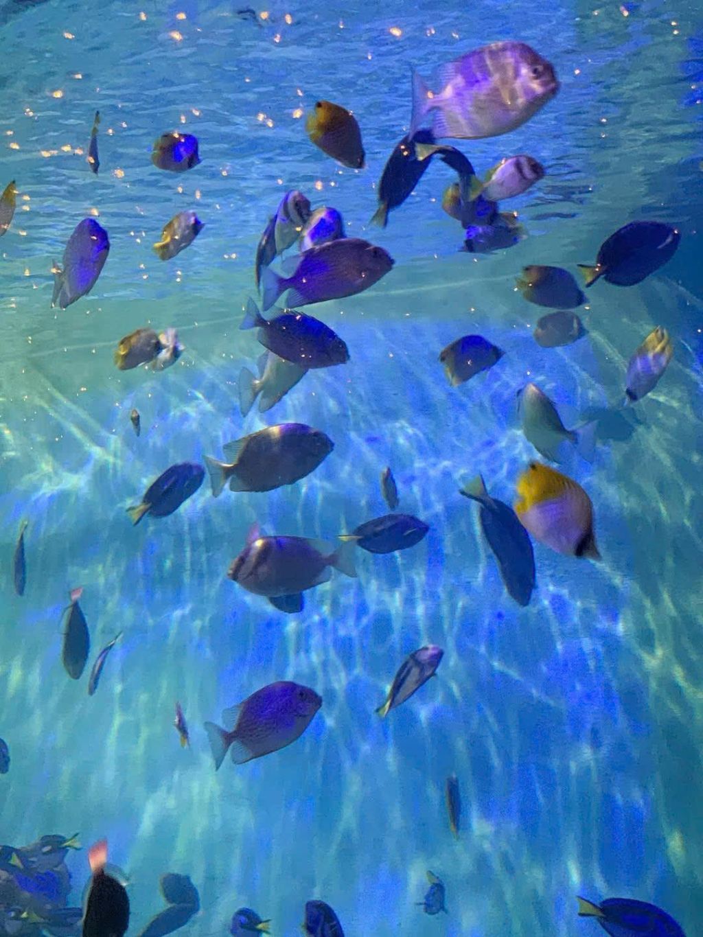 OCEANOGRAPHY INSTITUTE - A FASCINATING JOURNEY TO EXPLORE THE OCEAN - ảnh 2