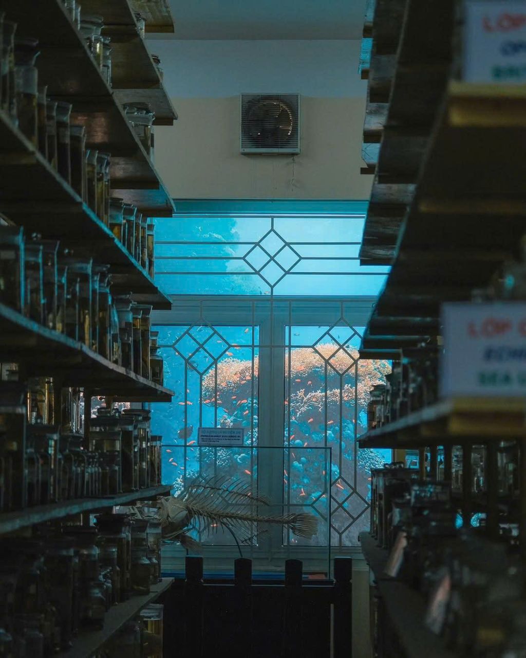 OCEANOGRAPHY INSTITUTE - A FASCINATING JOURNEY TO EXPLORE THE OCEAN - ảnh 4