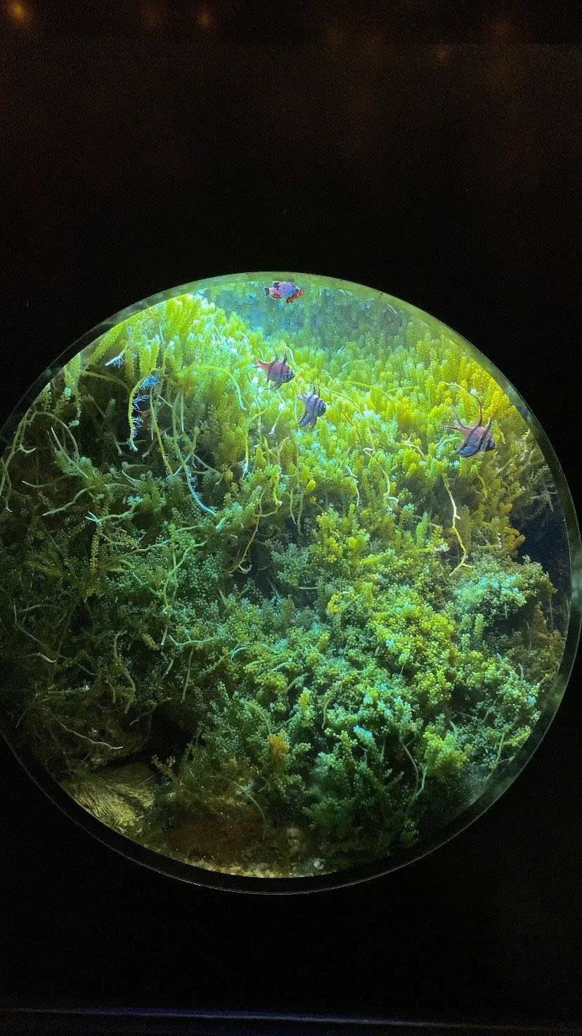 OCEANOGRAPHY INSTITUTE - A FASCINATING JOURNEY TO EXPLORE THE OCEAN - ảnh 5