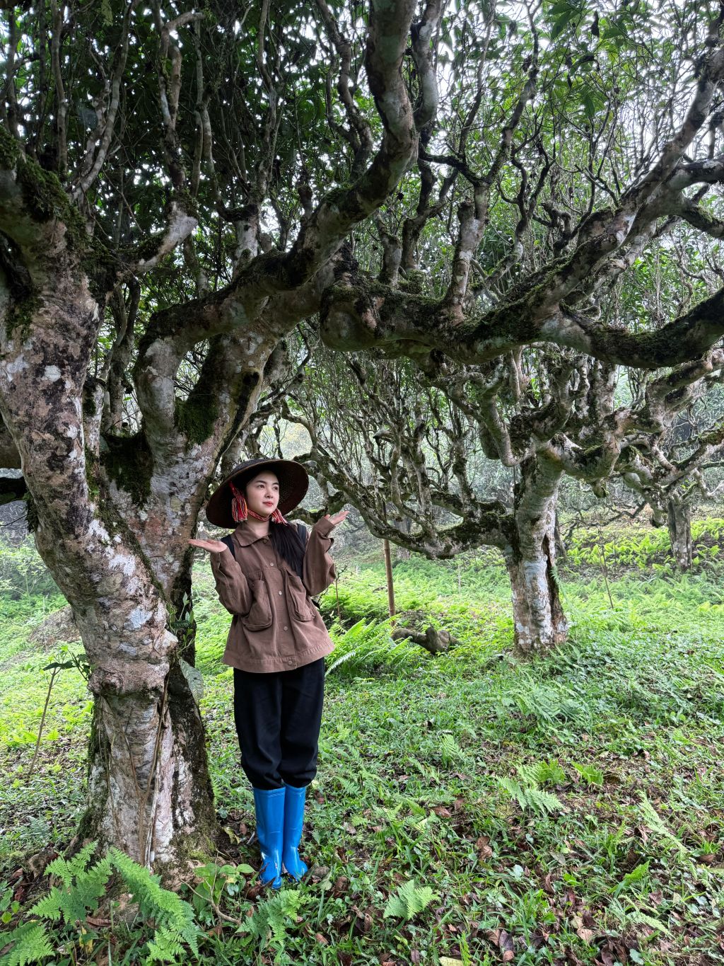 Shan Tuyet Ancient Tree Tea Ha Giang - 1