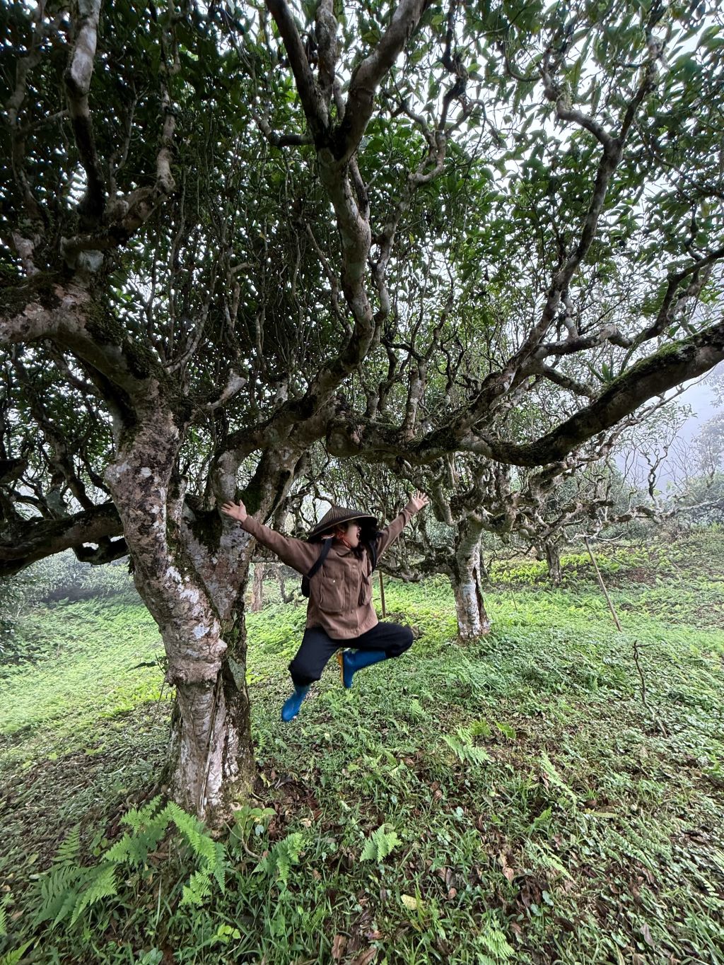 Shan Tuyet Ancient Tree Tea Ha Giang - 2