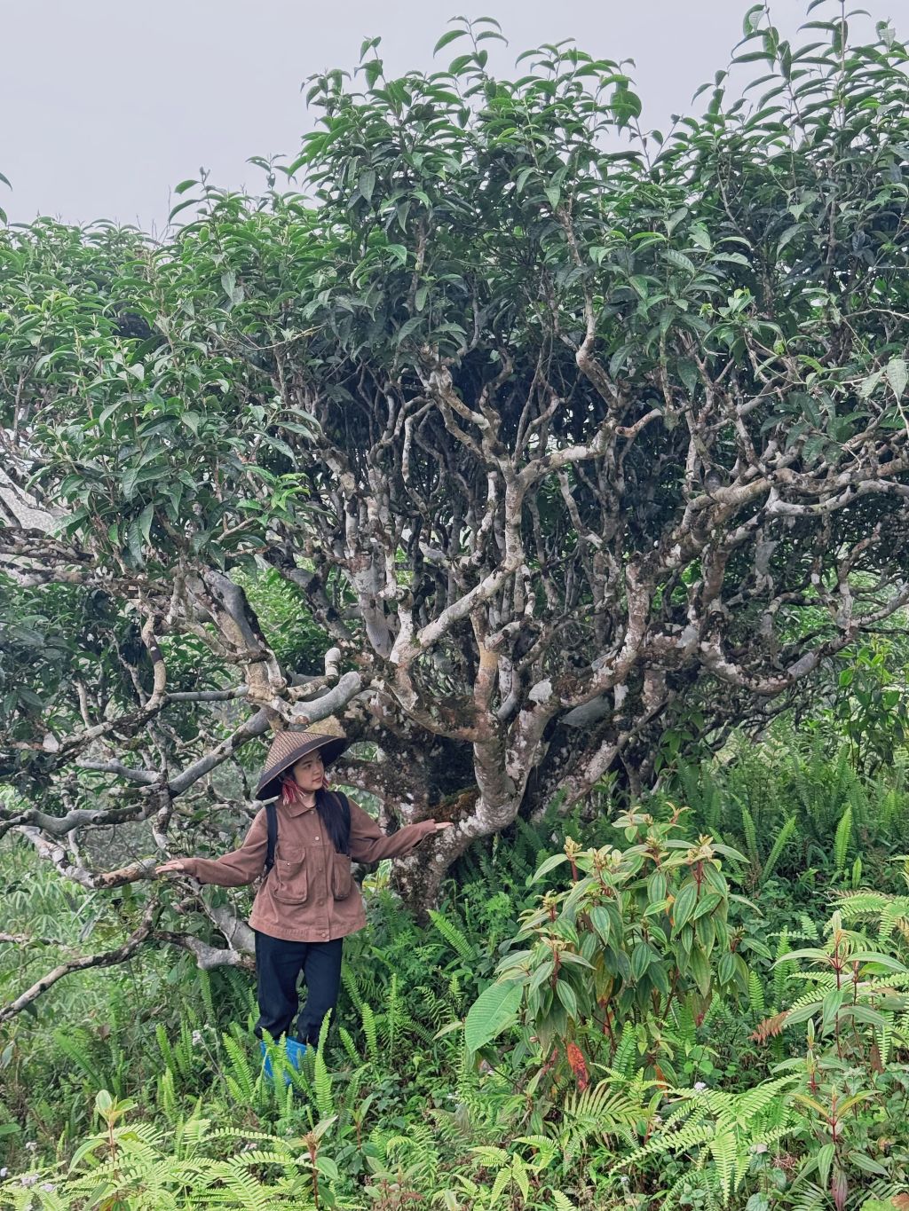 Shan Tuyet Ancient Tree Tea Ha Giang - 3