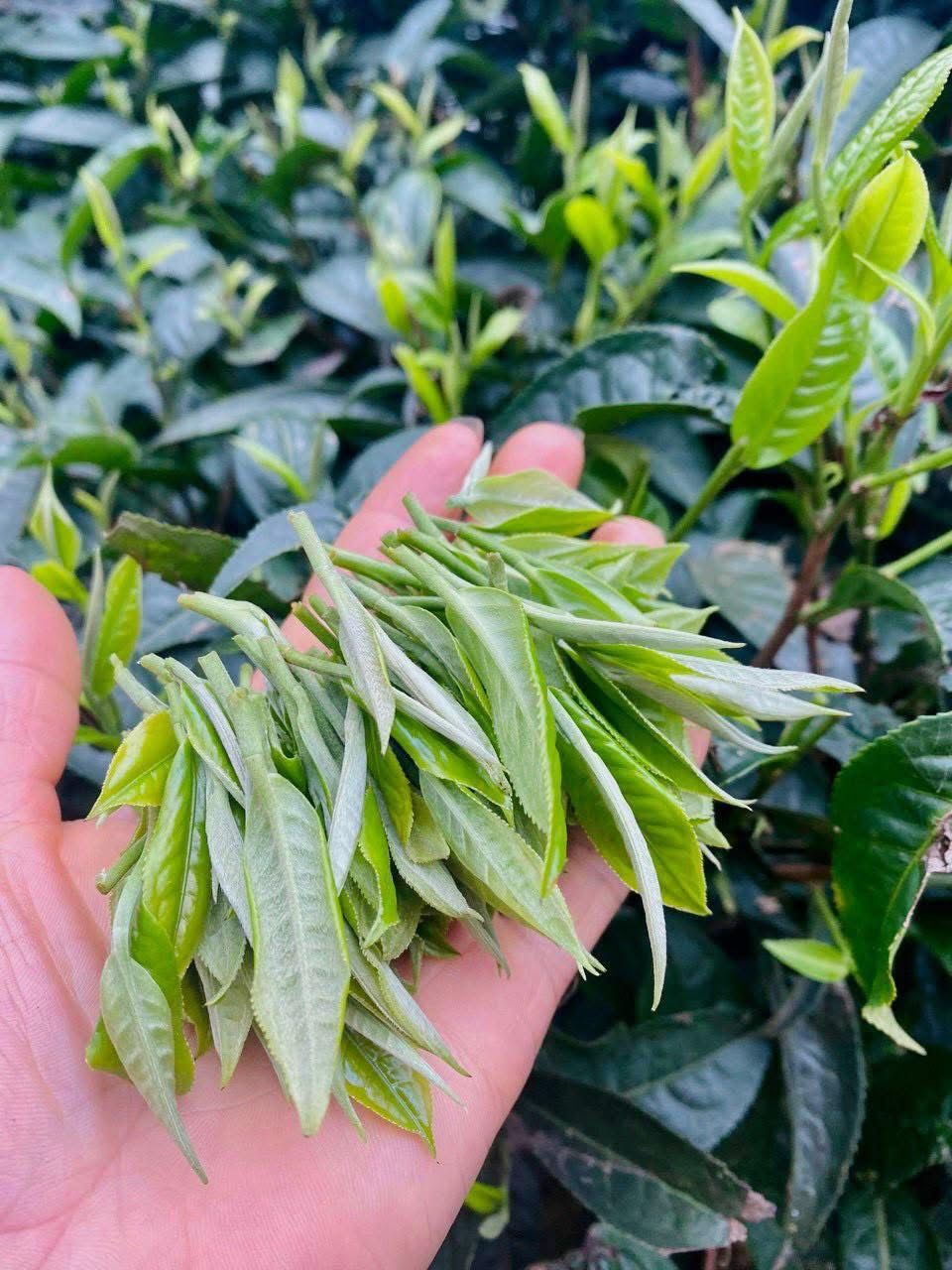 하장 고목 차 - ảnh 5