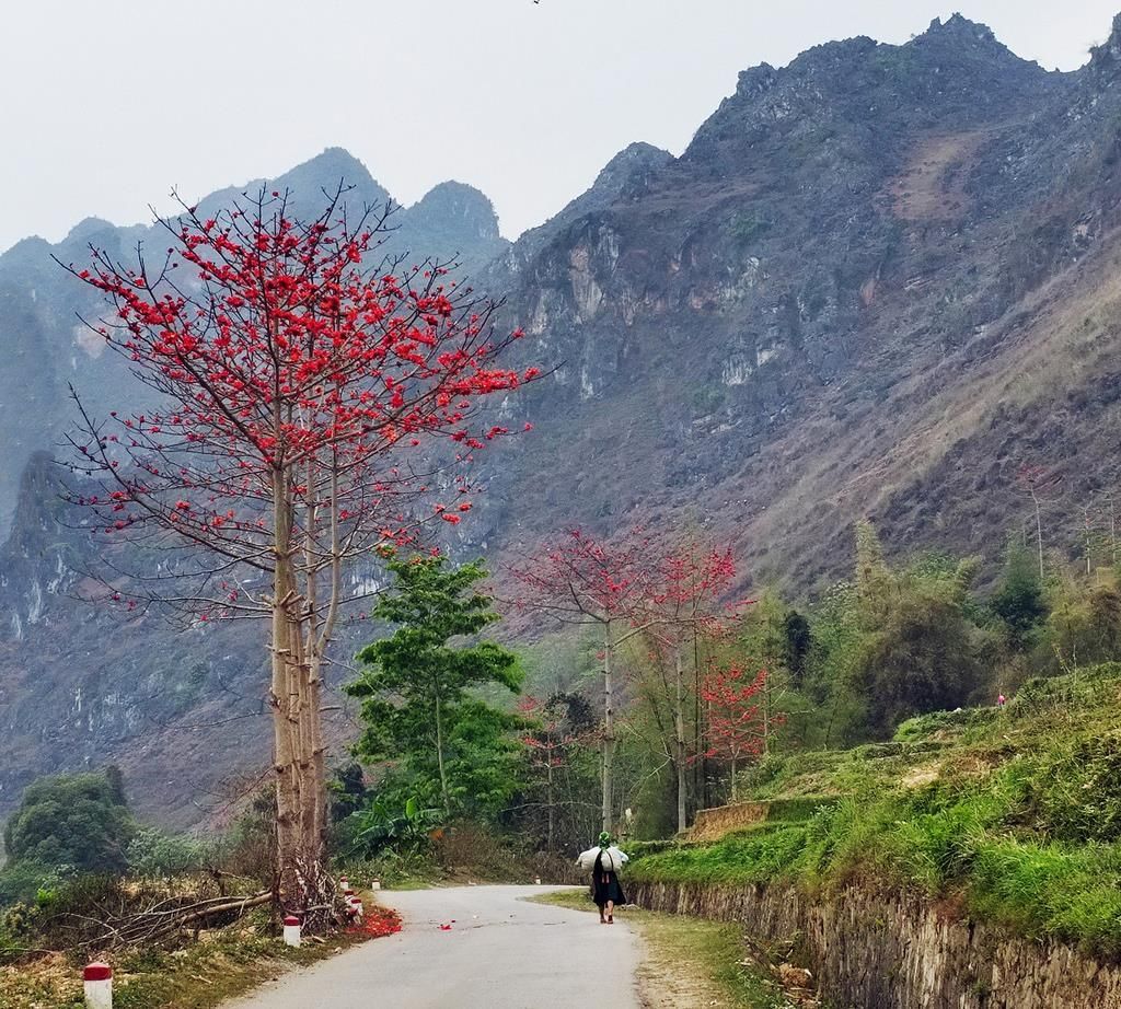 In April, Ha Giang is in full bloom with the cotton flowers. April is the time when the cotton flowers bloom. - 4