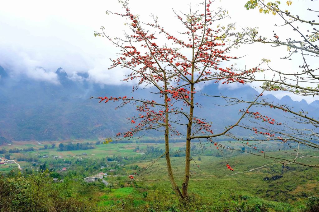 In April, Ha Giang is in full bloom with the cotton flowers. April is the time when the cotton flowers bloom. - 1