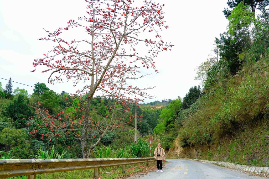 In April, Ha Giang is in full bloom with the cotton flowers. April is the time when the cotton flowers bloom. - 3