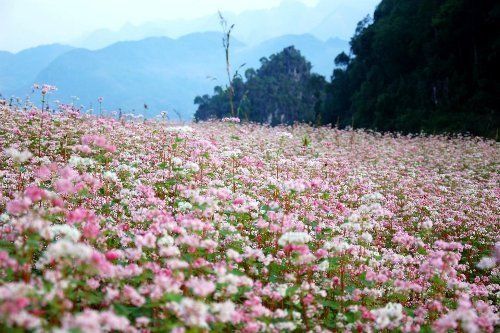Dong Van Stone Plateau – A geological heritage and characteristic landscape of Ha Giang - ảnh 7