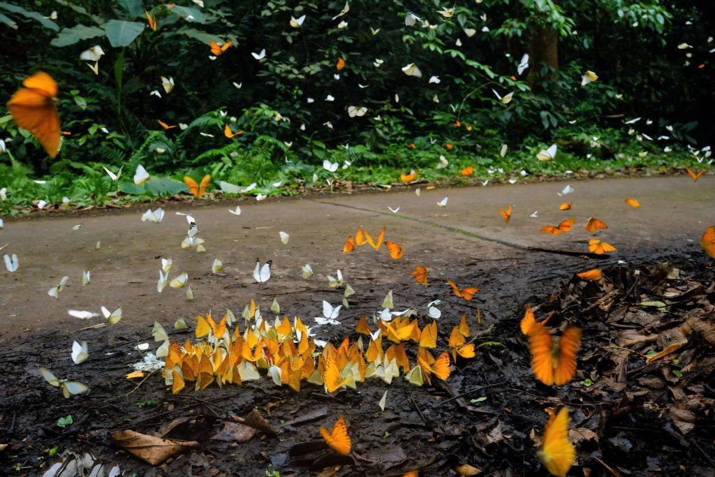 Cuc Phuong Butterfly Hunting Experience  
This year's butterfly season in Cuc Phuong - 2