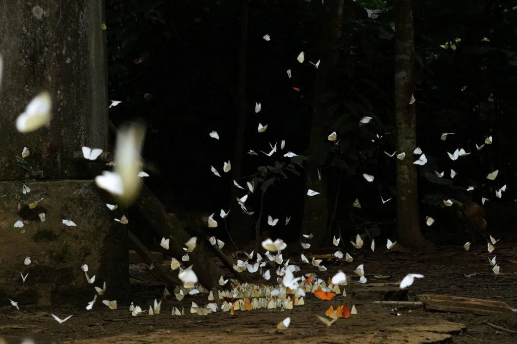 Where are the butterflies in Cuc Phuong concentrated the most? - 4