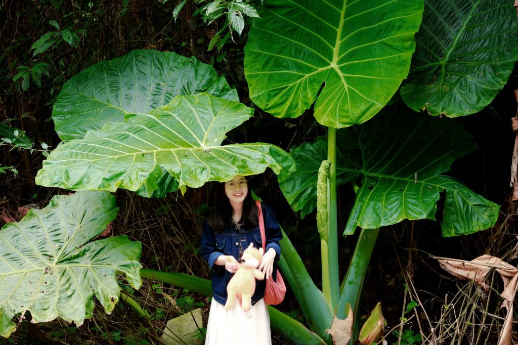 The giant elephant ear plant in Cuc Phuong National Park makes visitors feel tiny. - 1