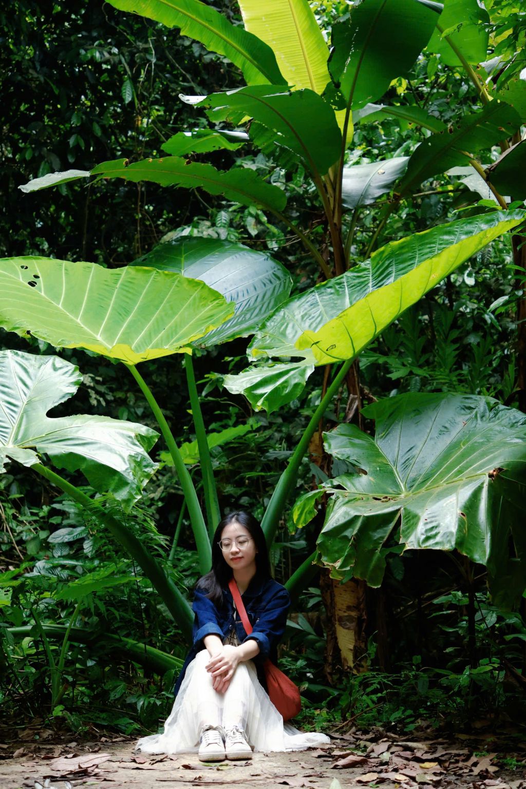 The giant elephant ear plant in Cuc Phuong National Park makes visitors feel tiny. - 2