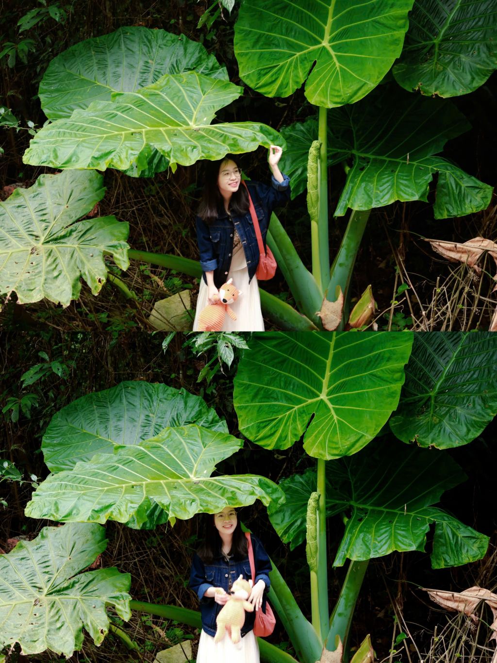 The giant elephant ear plant in Cuc Phuong National Park makes visitors feel tiny. - 3