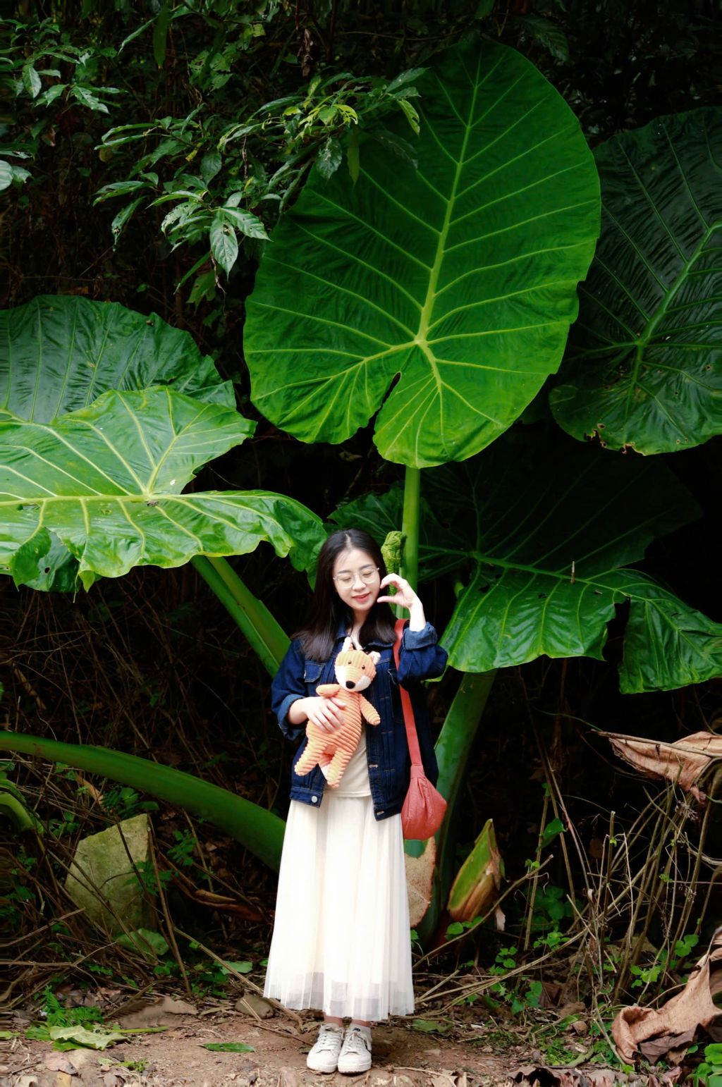 The giant elephant ear plant in Cuc Phuong National Park makes visitors feel tiny. - 4