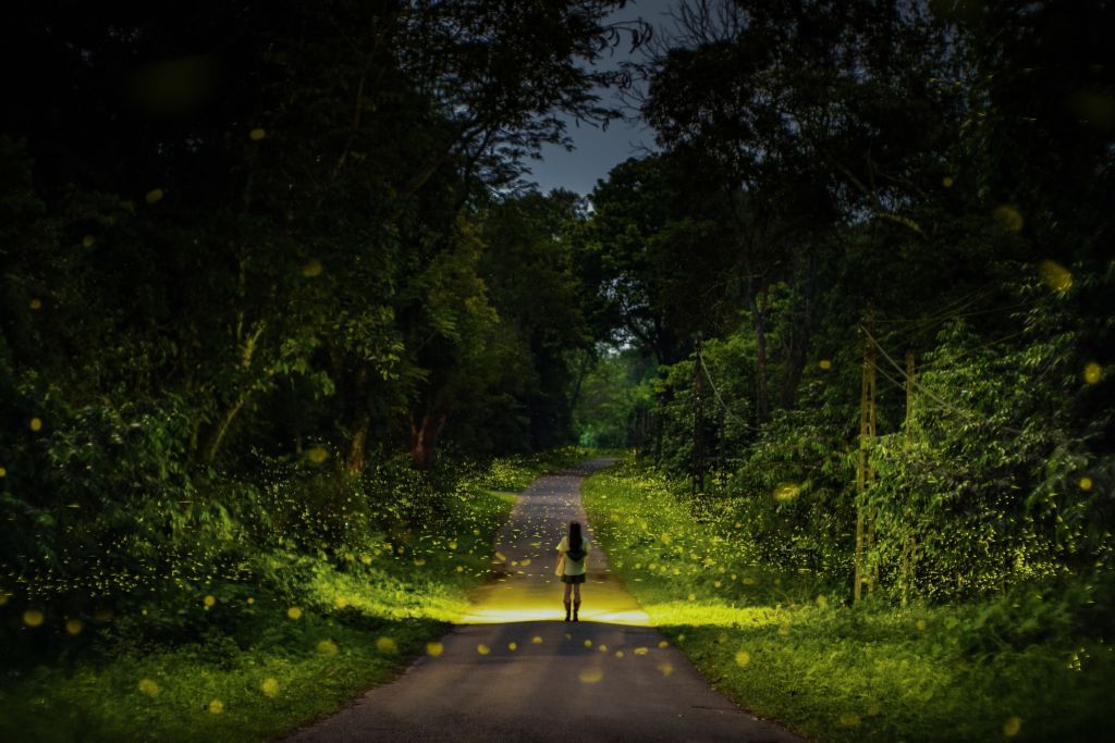 Cuc Phuong Firefly Tour  
From April to June each year is the time - 1