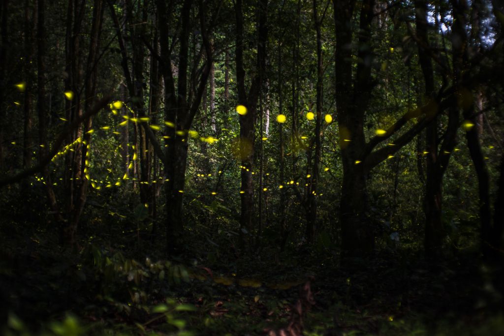 Cuc Phuong Firefly Tour  
From April to June each year is the time - 2