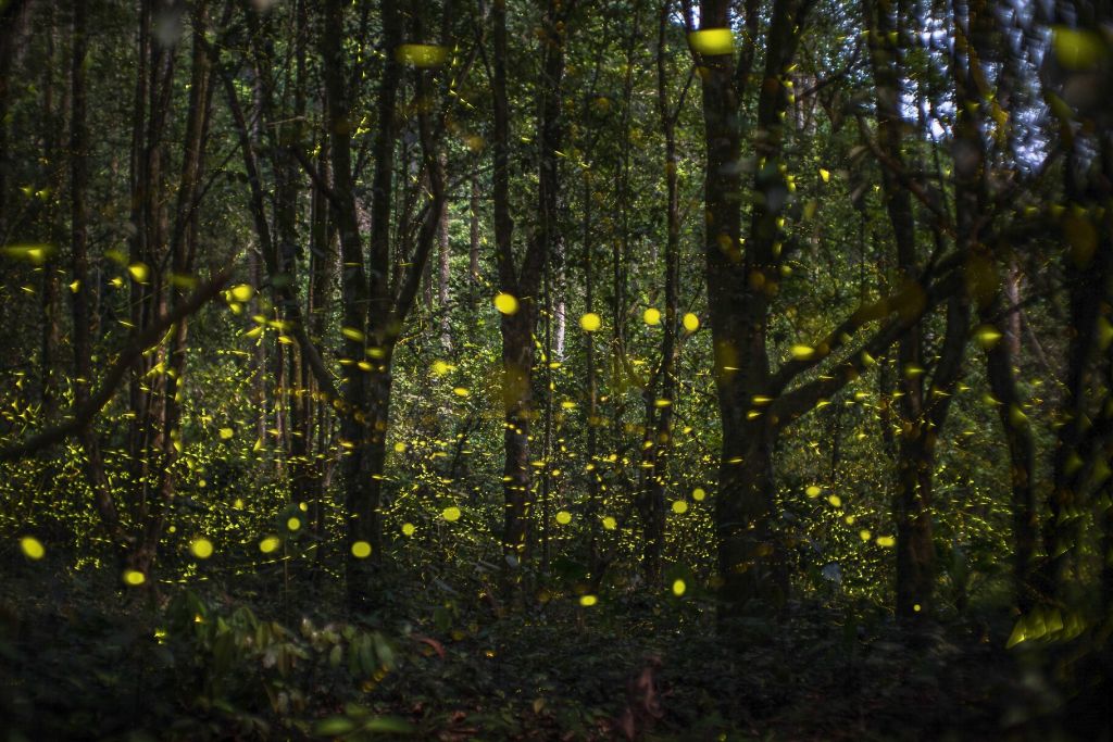Cuc Phuong Firefly Tour  
From April to June each year is the time - 3