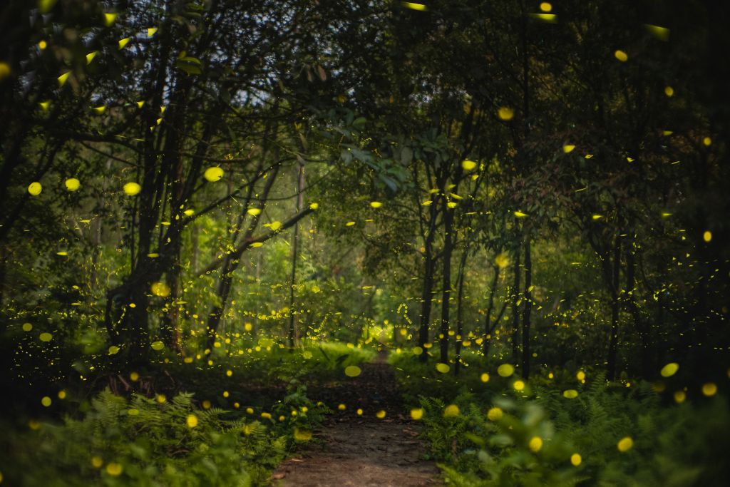 Cuc Phuong Firefly Tour  
From April to June each year is the time - 4