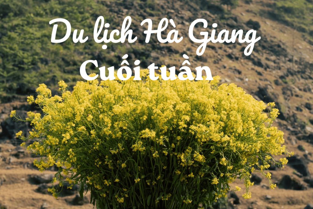 Traveling to Ha Giang on weekends – A slight increase in the number of visitors at attractions. - 1