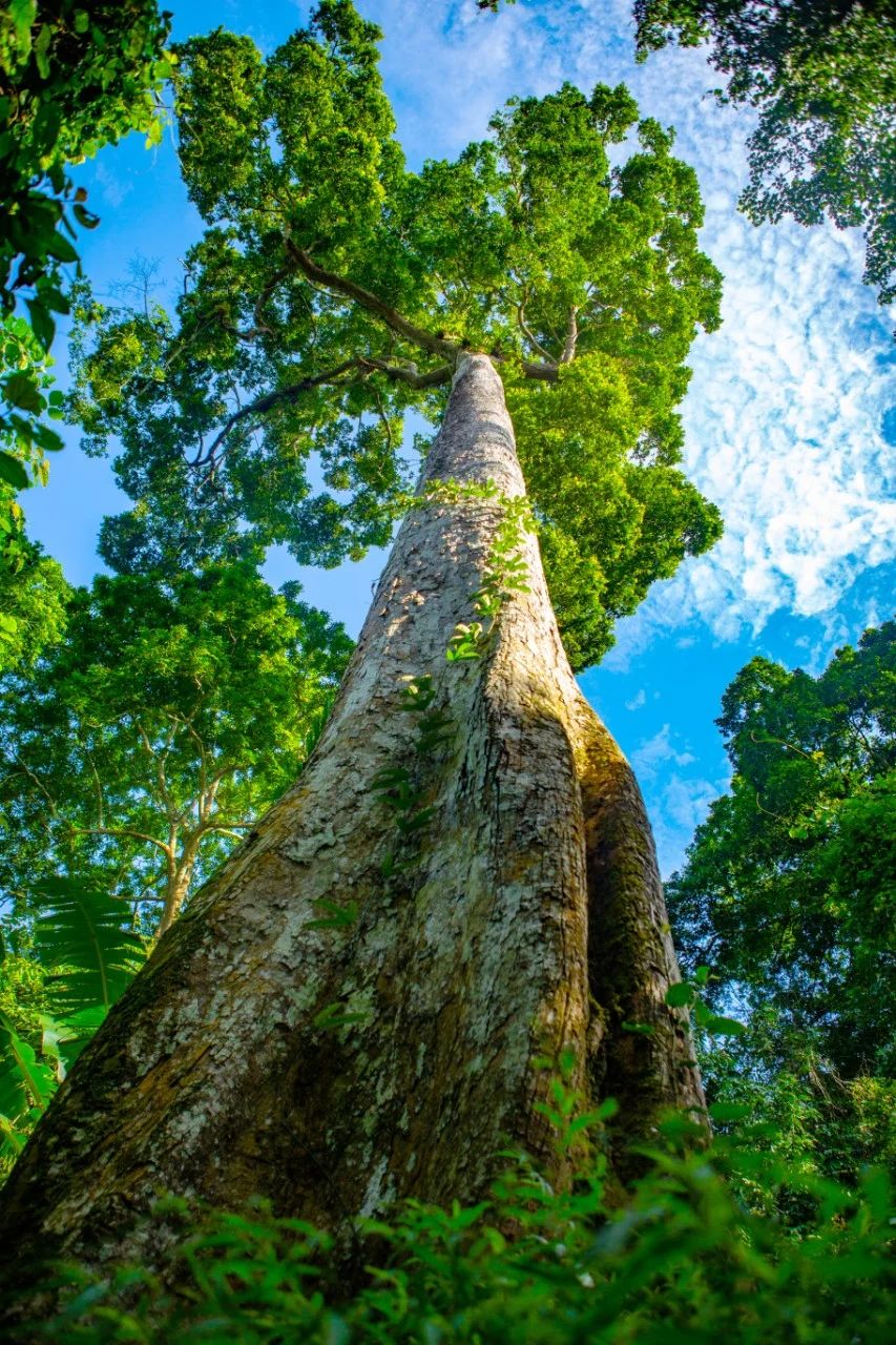 Experience safe trekking in Cuc Phuong National Park. - 3