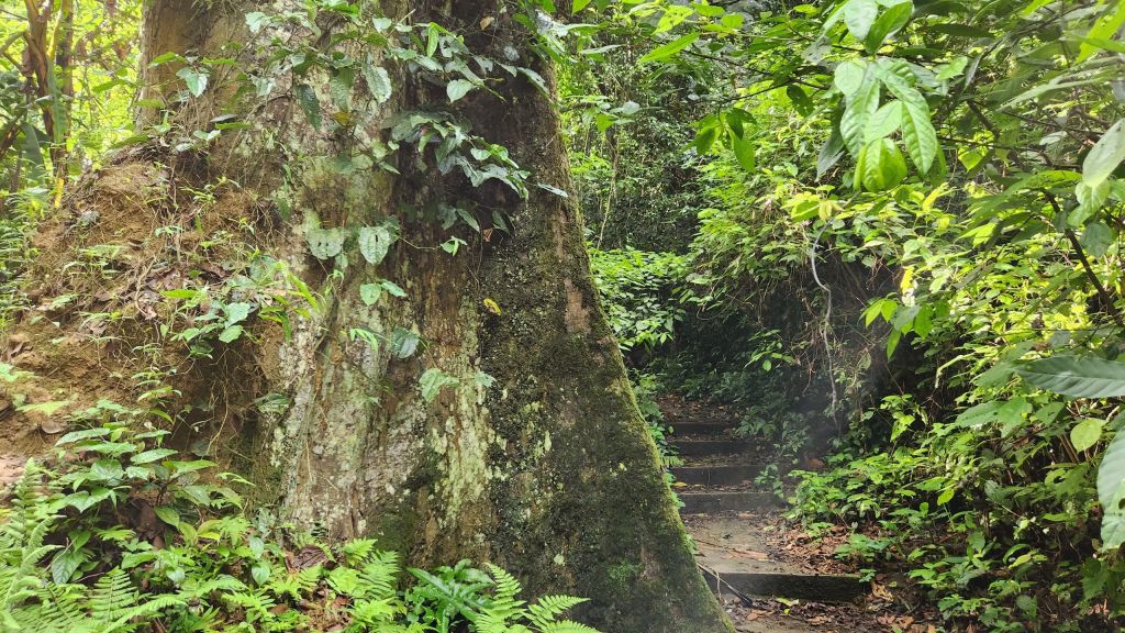 Experience safe trekking in Cuc Phuong National Park. - 4
