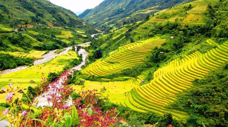 Muong Hoa Valley – a beautiful spot to view terraced rice fields in Sa Pa. - 4