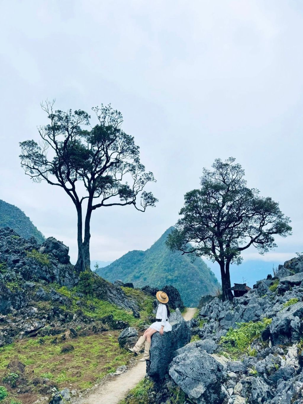 The Double Pải Lủng tree is a check-in spot that not many people know about in Hà Giang. - 1