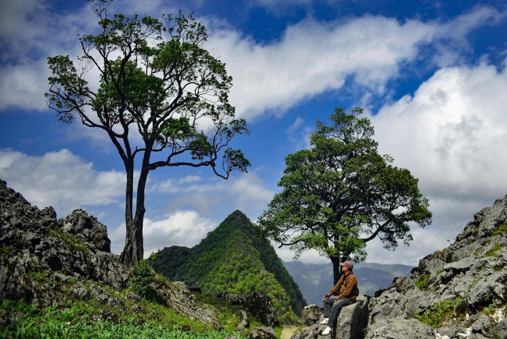 The Double Pải Lủng tree is a check-in spot that not many people know about in Hà Giang. - 4