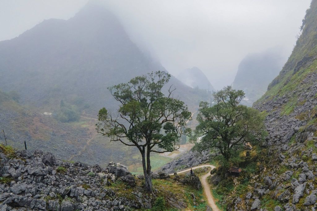 The Double Pải Lủng tree is a check-in spot that not many people know about in Hà Giang. - 3