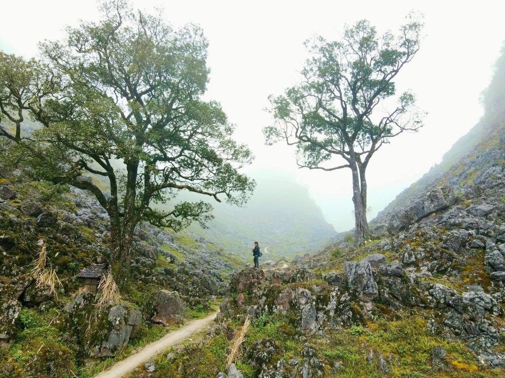 The Double Pải Lủng tree is a check-in spot that not many people know about in Hà Giang. - ảnh 5