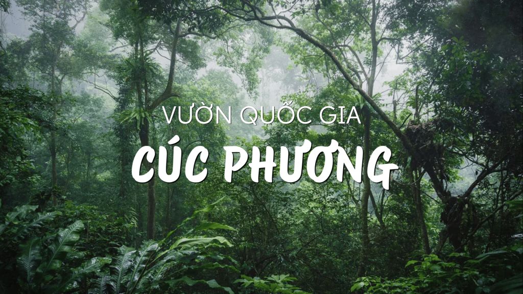 探索古普昂国家公园 - 越南典型的原始森林生态系统
