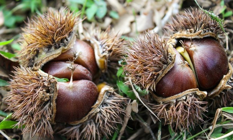 Chinese chestnuts "borrow" the brand of Trung Khánh chestnuts to sell hundreds of tons in the market. - 1