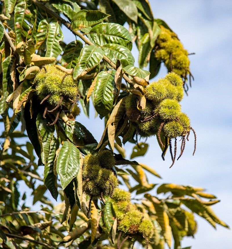 Chinese chestnuts "borrow" the brand of Trung Khánh chestnuts to sell hundreds of tons in the market. - 2