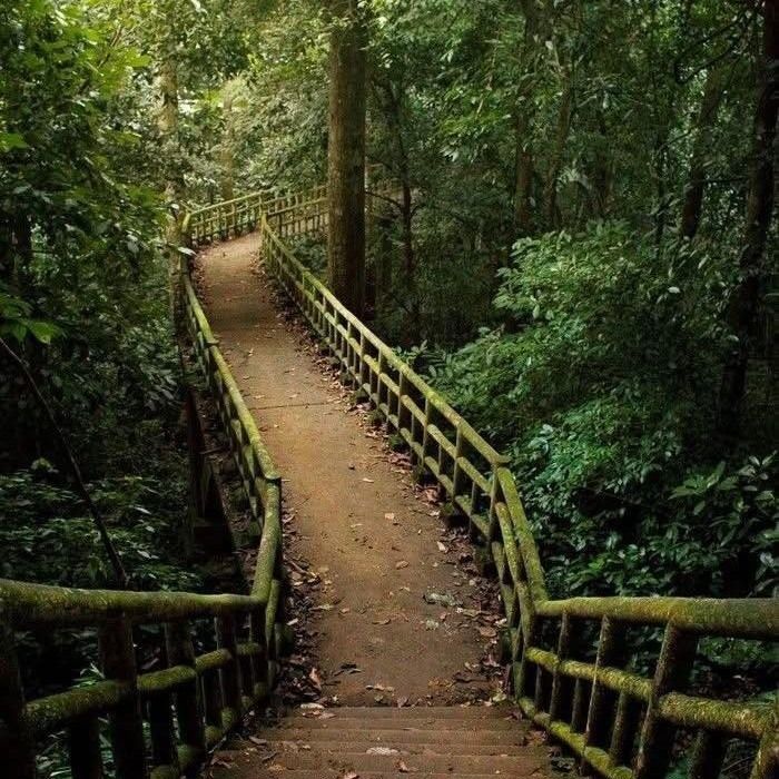 2026年，古普昂国家公园迎来了生态旅游的高峰季节。 - ảnh 5