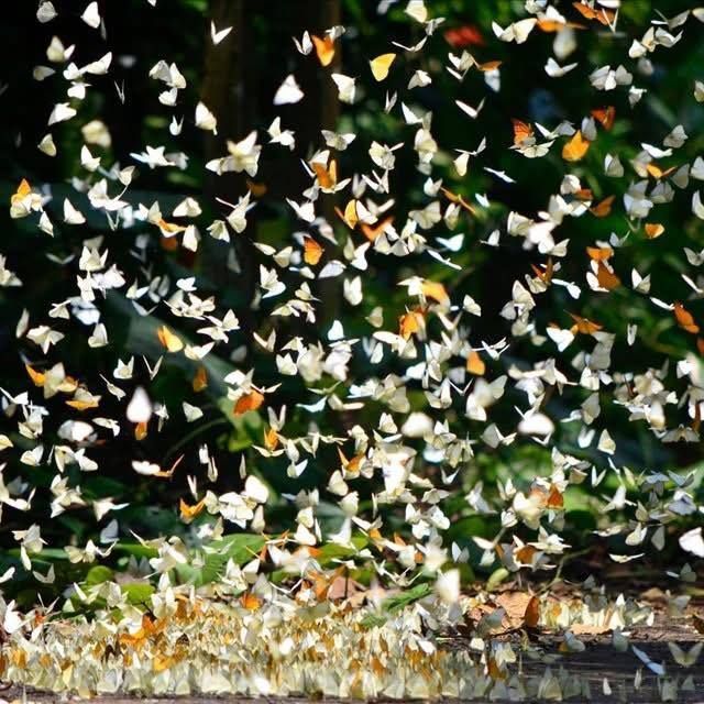 2026年，古普昂国家公园迎来了生态旅游的高峰季节。 - ảnh 11