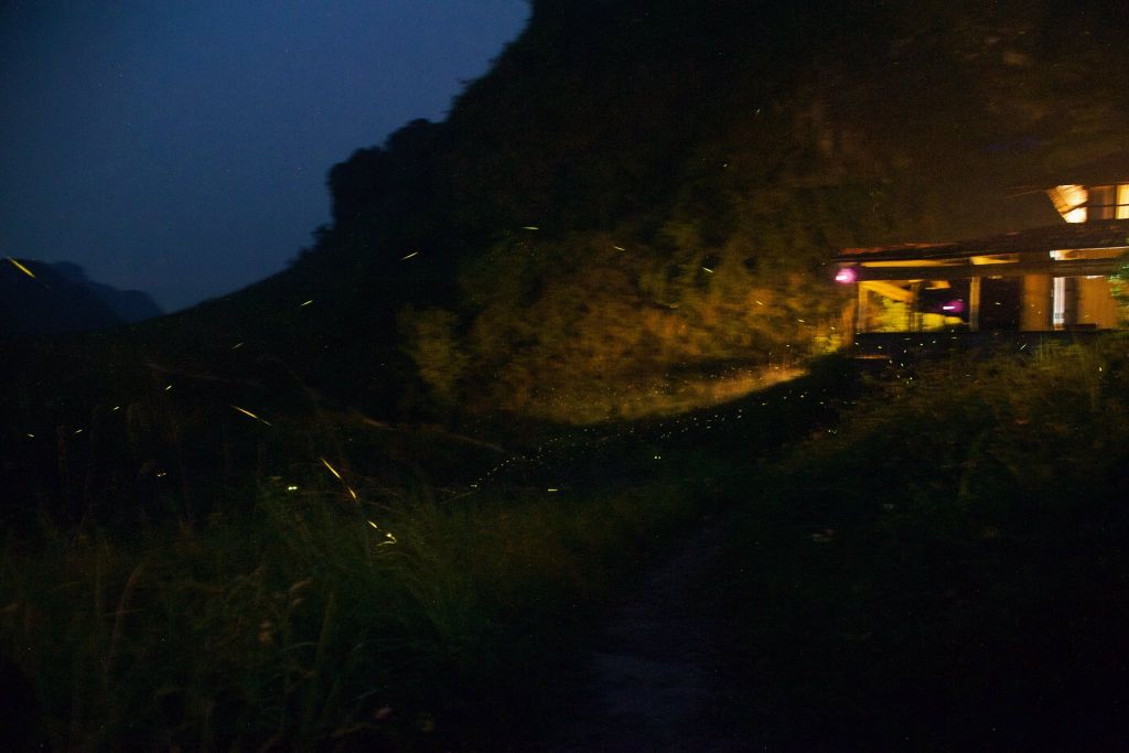 Come to Ba Quáng Panorama to see fireflies lighting up the summer sky. - 2