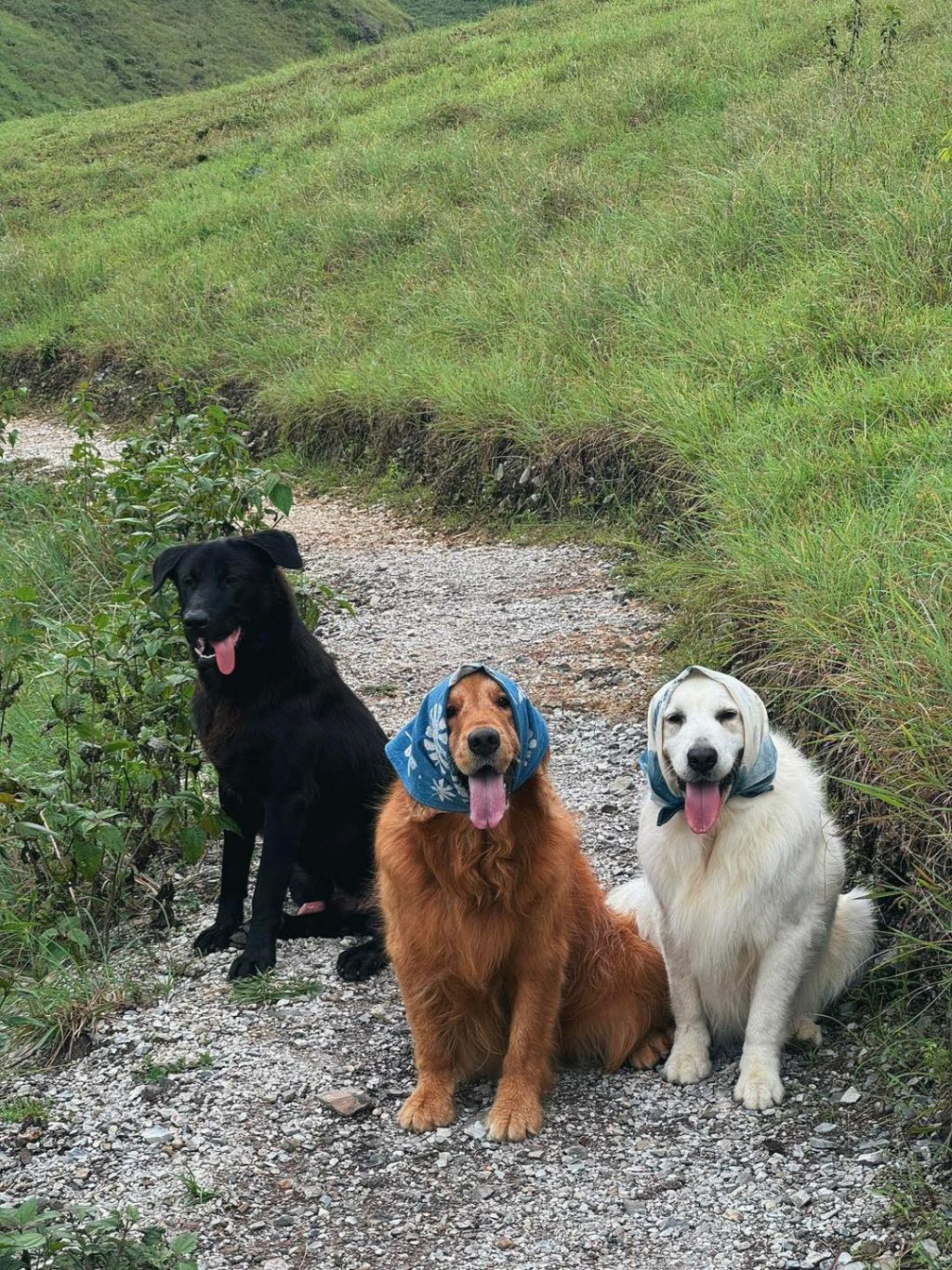 Recepción especial en la colina de hierba Ba Quáng. - 1