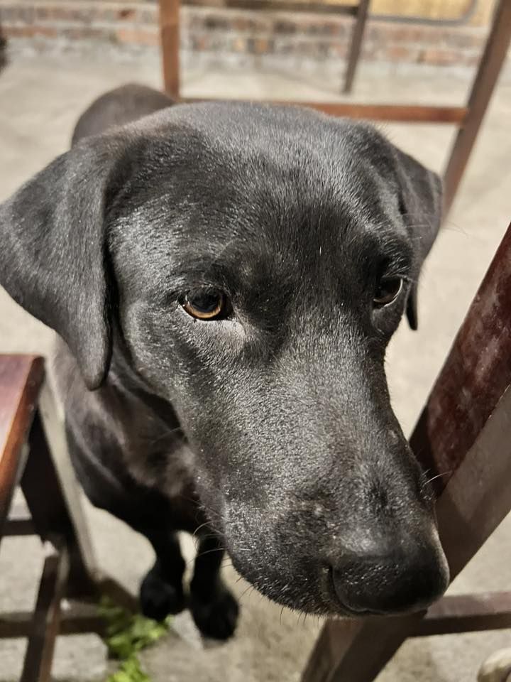 Recepción especial en la colina de hierba Ba Quáng. - 4