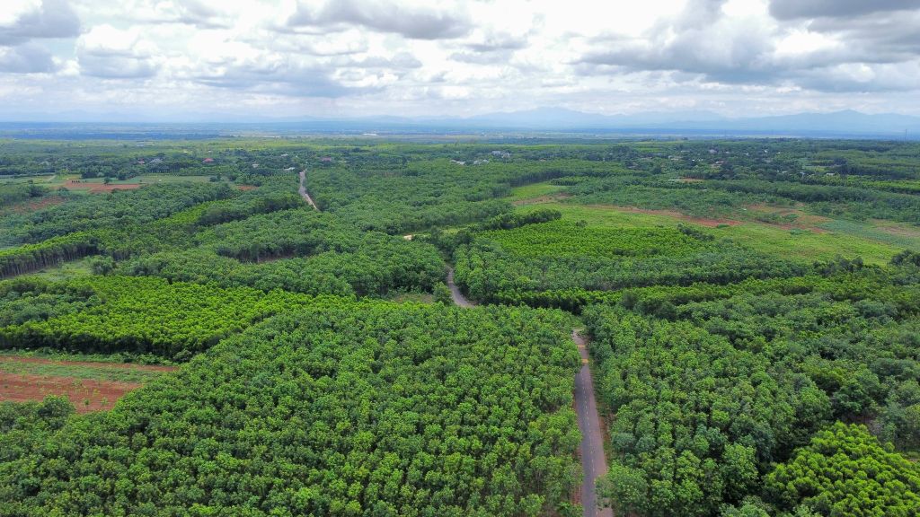 Check-in en el hermoso camino de plantaciones de caucho en Cửa Tùng. - 2