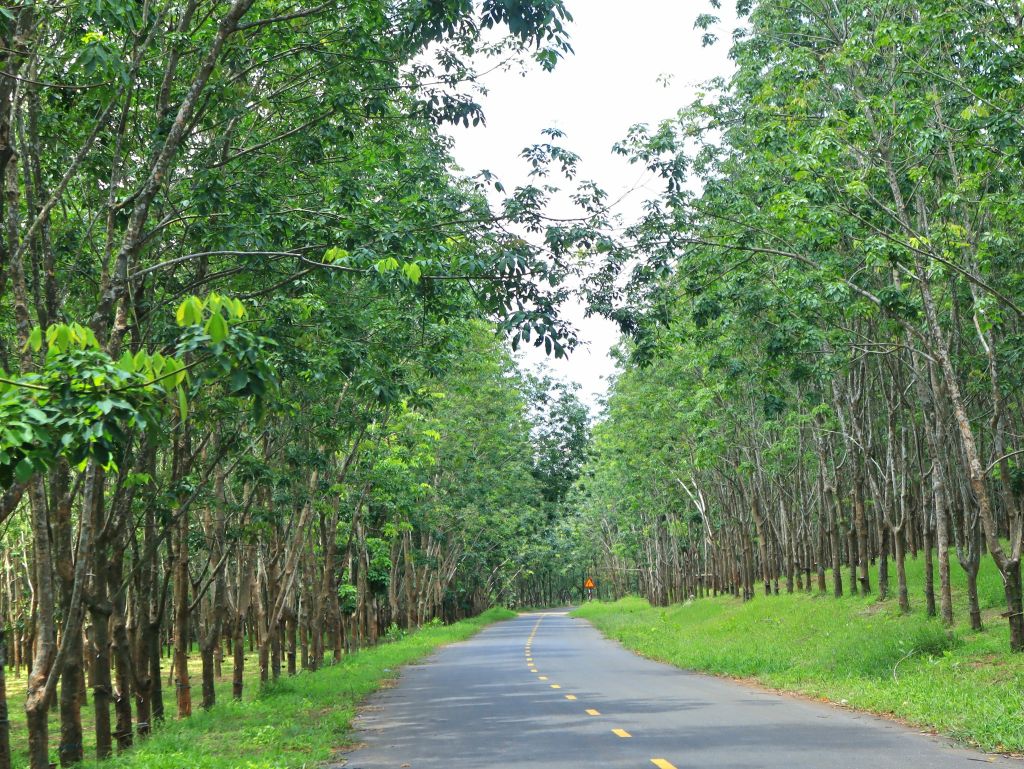 Check-in en el hermoso camino de plantaciones de caucho en Cửa Tùng. - 3